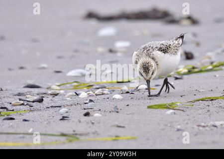 Sanderling (Calidris alba) auf der Suche am Strand. Sanderling (Calidris alba) läuft entlang der Küste Stockfoto