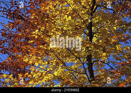 Herbstblattfärbung in Kanada Stockfoto