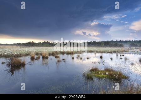 Wasser auf Sümpfen nach dem Regen bei Sonnenuntergang, Fochteloerveen Stockfoto