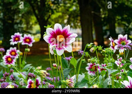 Die Dahlie (Name, Vielliebchen) im Dahlia-Garten Baden Baden in der Nähe der lichtentaler Gasse. Baden Baden, Baden Württemberg, Deutschland Stockfoto