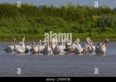 Die Herde des amerikanischen weißen Pelikans (Pelecanus erythrorhynchos) am Ufer des Sees Stockfoto