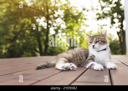 Schöne dreifarbige Katze liegt auf einer braunen Holzterrasse mit verschwommenem grünen Hintergrund. Glücklich lügende Katze. Konzept der gesunden und glücklichen Haustier Tier Stockfoto