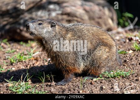 Groundhog (Marmota monax) - Brevard, North Carolina, USA Stockfoto