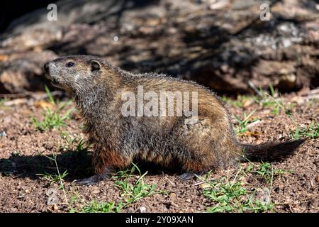 Groundhog (Marmota monax) - Brevard, North Carolina, USA Stockfoto