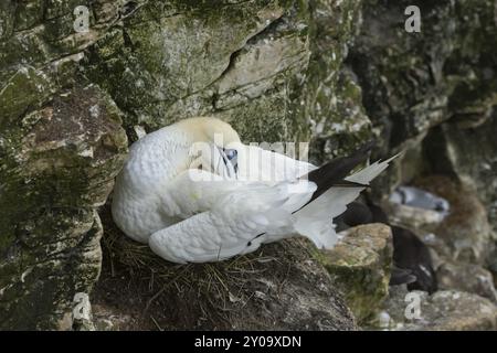 Morus bassanus (nördlicher Tölpel) schlafender, erwachsener Vogel auf einem Nest auf einer Klippe, Yorkshire, England, Vereinigtes Königreich, Europa Stockfoto