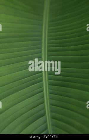 Tropisches grünes breites Bananenblatt Hintergrund Textur Stockfoto