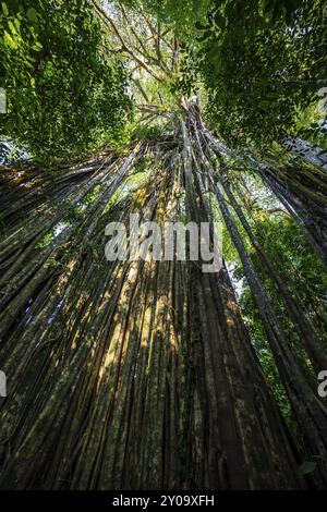 Hängende Wurzeln einer riesigen Strangler-Feige (Ficus americana) mit Blick nach oben im Regenwald, Corcovado Nationalpark, Osa, Provinz Puntarena, Costa Stockfoto