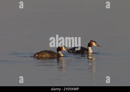 Großer Schurkenkelvogel, Podiceps-Kalbsbändchen, großer Schurkvogel Stockfoto