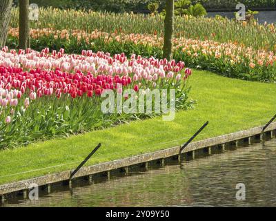 Rosa Tulpen in einem gepflegten Gartenbereich am Ufer eines Teichs, umgeben von frischem Grün, Amsterdam, Niederlande Stockfoto