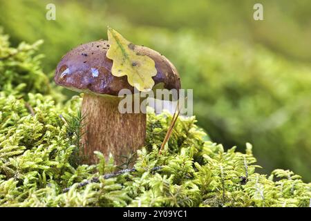 Wild Boletus pinophilus, auch bekannt als Pinienbolete oder Pinienholz King Bolete, umgeben von den lebhaften grünen Farben von Moos und Gras Stockfoto