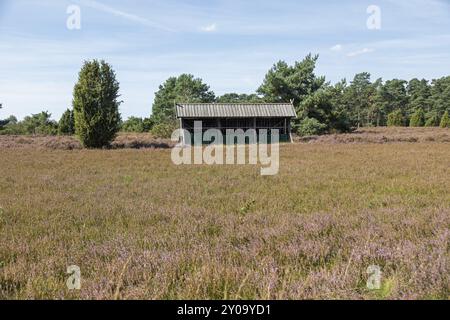 Heidekraut, Bienenstock, wacholder (Juniperus communis), bei Wilsede, Bispingen, Lüneburger Heide, Niedersachsen, Deutschland, Europa Stockfoto