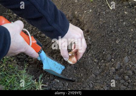 Pflanzen von Tulpenzwiebeln Stockfoto