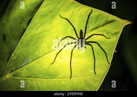 Gruseliger Nachtschuss, Silhouette einer Spinne von unten auf einem Blatt, Getazi-Kamm-Spinne oder Getazi-Bananenspinne (Cupiennius tazi), erwachsener Mann sitzt auf einem Stockfoto