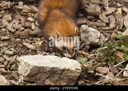 Frettchen (Mustela Putorius Furo) Stockfoto