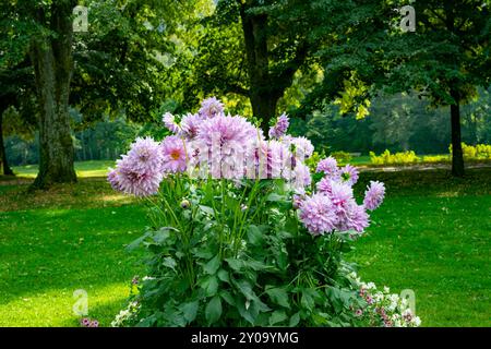 Die Dahlie (Name, Almand‘Freude) im Dahlia-Garten Baden Baden in der Nähe der lichtentaler Gasse. Baden Baden, Baden Württemberg, Deutschland Stockfoto