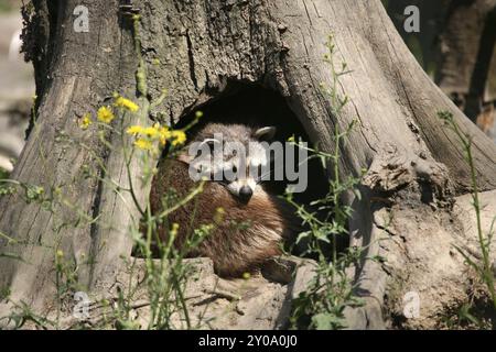 In einer Baumhöhle Stockfoto