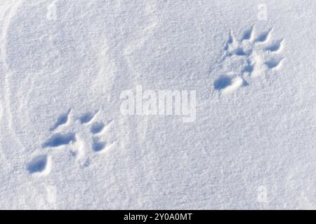 Spuren einer Wolverine im Schnee (Gulo gulo, englisch: Wolverine), Sielmmavaggi, Norrbotten, Lappland, Schweden, März 2014, Europa Stockfoto