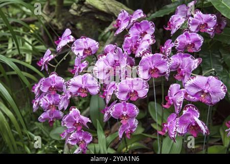 Orchidee in Singapur botanische Gärten Stockfoto