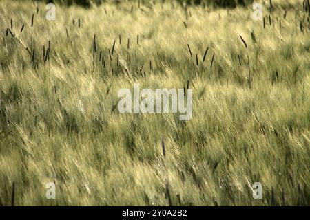 Gerstenfeld Stockfoto