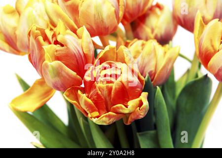 Bouquet von frischen roten und gelben Tulpen über weiß Stockfoto