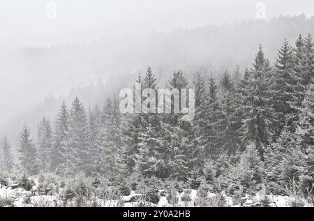 Schnee im Nadelwald, Harz Stockfoto