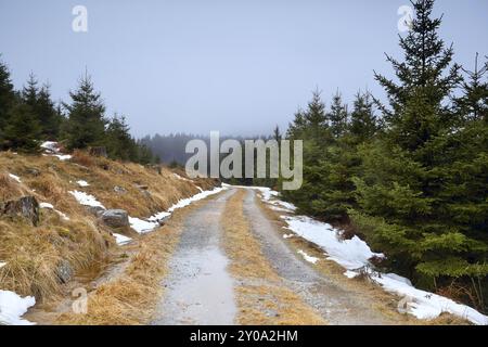 Straße durch Nadelwald im Winter, Harz Stockfoto