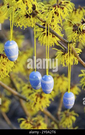 Osterstrauch Hamamelis, Hamamelisstrauch in der osterzeit 08 Stockfoto