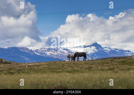 Zwei braune Pferde grasen auf einer Wiese mit schneebedeckten Bergen im Hintergrund auf Island Stockfoto