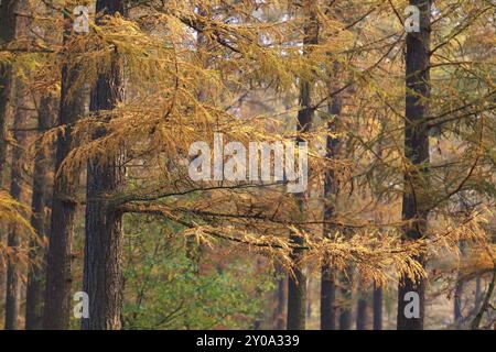 OrangenLärchenwald im Herbst Stockfoto