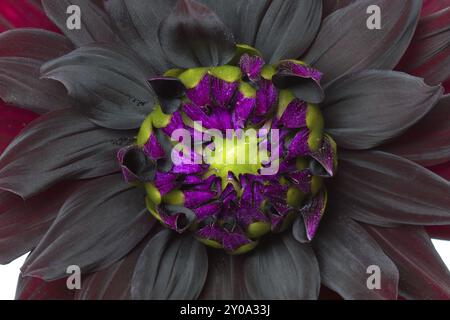 Dahlia in Blüte mit großer Schärfentiefe Stockfoto