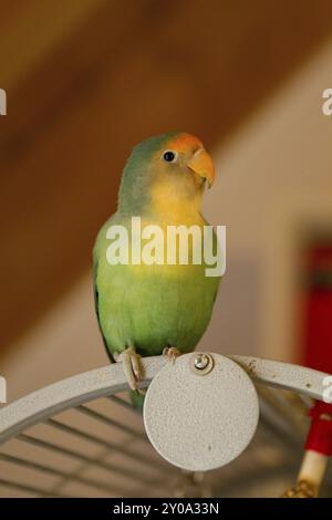 Pfirsichgesicht (Agapornis roseicollis) Stockfoto