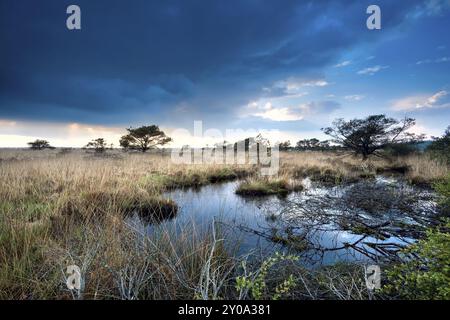 Stürmische Wolken über Kiefern bei Sonnenuntergang, Drenthe Stockfoto