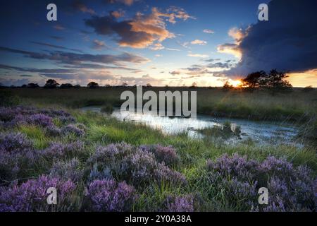 Sturm bei Sonnenuntergang über Sumpf mit blühendem rosa Heidekraut Stockfoto