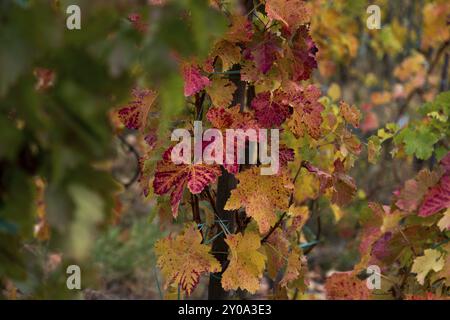 Bunte Weinblätter im Herbst auf dem Rotweinwanderweg im Ahrtal Stockfoto