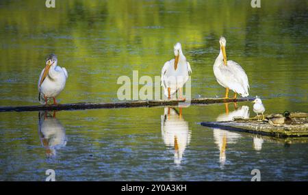 Pelikane bei der Scout Island Nature Center in Williams Lake British Columbia Kanada Stockfoto