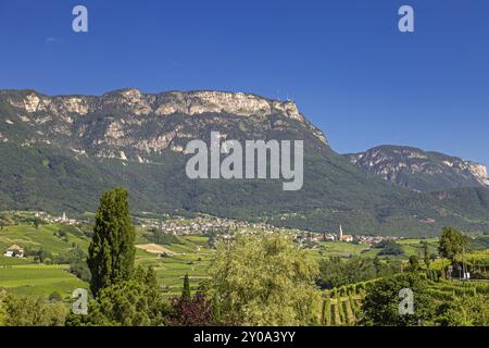 Weinbau am Kalterer See, Südtirol Stockfoto