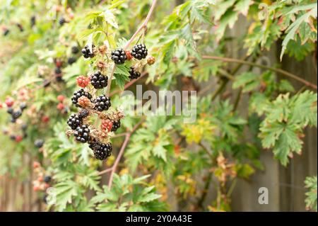 Reife Brombeeren auf grünem Laubhintergrund, Dänemark, 1. September 2024 Stockfoto