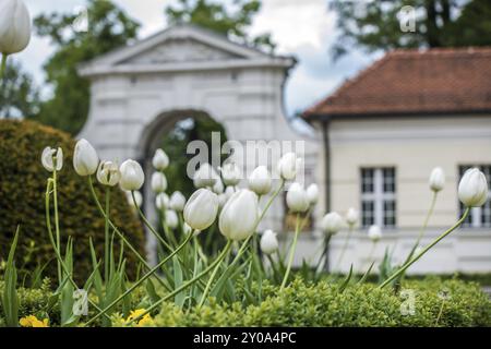 Mehrere weiße Tulpen in einem Garten Stockfoto