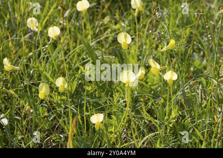 Spargelerbse, Lotus maritimus, Syn.: Tetragonolobus maritimus, Drachenzähne Stockfoto