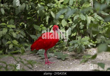 Red Sickler, Eudocimus ruber, Scharlach Ibis Stockfoto