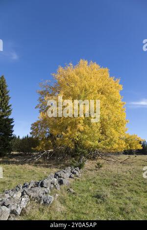 Espen im Herbst Stockfoto