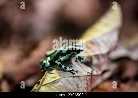 Grüner und schwarzer Giftpfeilfrosch (Dendrobates auratus) auf einem Blatt, Provinz Heredia, Costa Rica, Mittelamerika Stockfoto