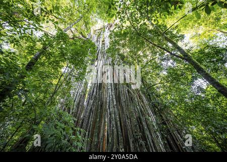 Hängende Wurzeln einer riesigen Strangler-Feige (Ficus americana) mit Blick nach oben im Regenwald, Corcovado Nationalpark, Osa, Provinz Puntarena, Costa Stockfoto