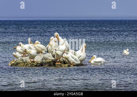 Herde von amerikanischem weißem Pelikan (Pelecanus erythrorhynchos), der nach der Jagd ruht Stockfoto