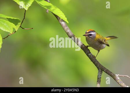 Goldcrest, Regulus Ignicapillus, Lude, Berggebiet, Lude, Steiermark, Slowenien, Europa Stockfoto