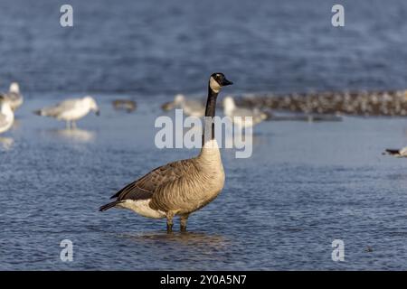 Die Kanadagans (Branta canadensis) am Ufer des Michigansees Stockfoto