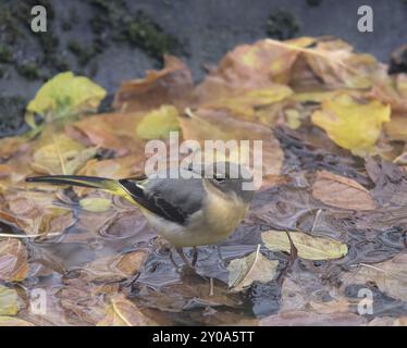 Juveniler grauer Bachstelz (Motacilla cinerea) auf einem Dach juveniler grauer Bachstelz (Motacilla cinerea) auf einem Dach Stockfoto