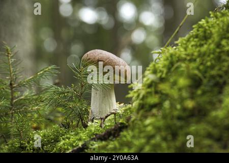 CEP oder Boletus Pilz wächst auf üppigem grünem Moos in einem Wald, niedrige Ansicht (Boletus edulis) Stockfoto