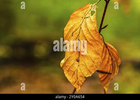 Waldspaziergang im Herbstwald Stockfoto