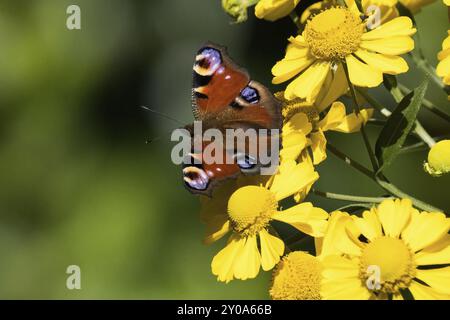 Ein europäischer Pfau (Inachis io), der auf gelben Blüten in einer natürlichen Umgebung in freier Wildbahn sitzt, Hessen, Deutschland, Europa Stockfoto